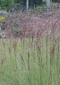 Miscanthus sinensis 'Morning Light'